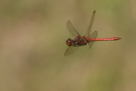 Sympetrum vulgatum